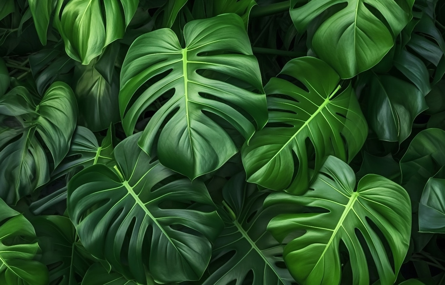queence XXL-Wandbild »Akustikbild Monstera Blätter Pflanze« Blätter | Blätterbilder | Natur | Pflanzen | Pflanzenbilder 1 Stk. tlg. Einfache Akustiklösung ohne Baumaßnahme, Schalldämmung, Paneele