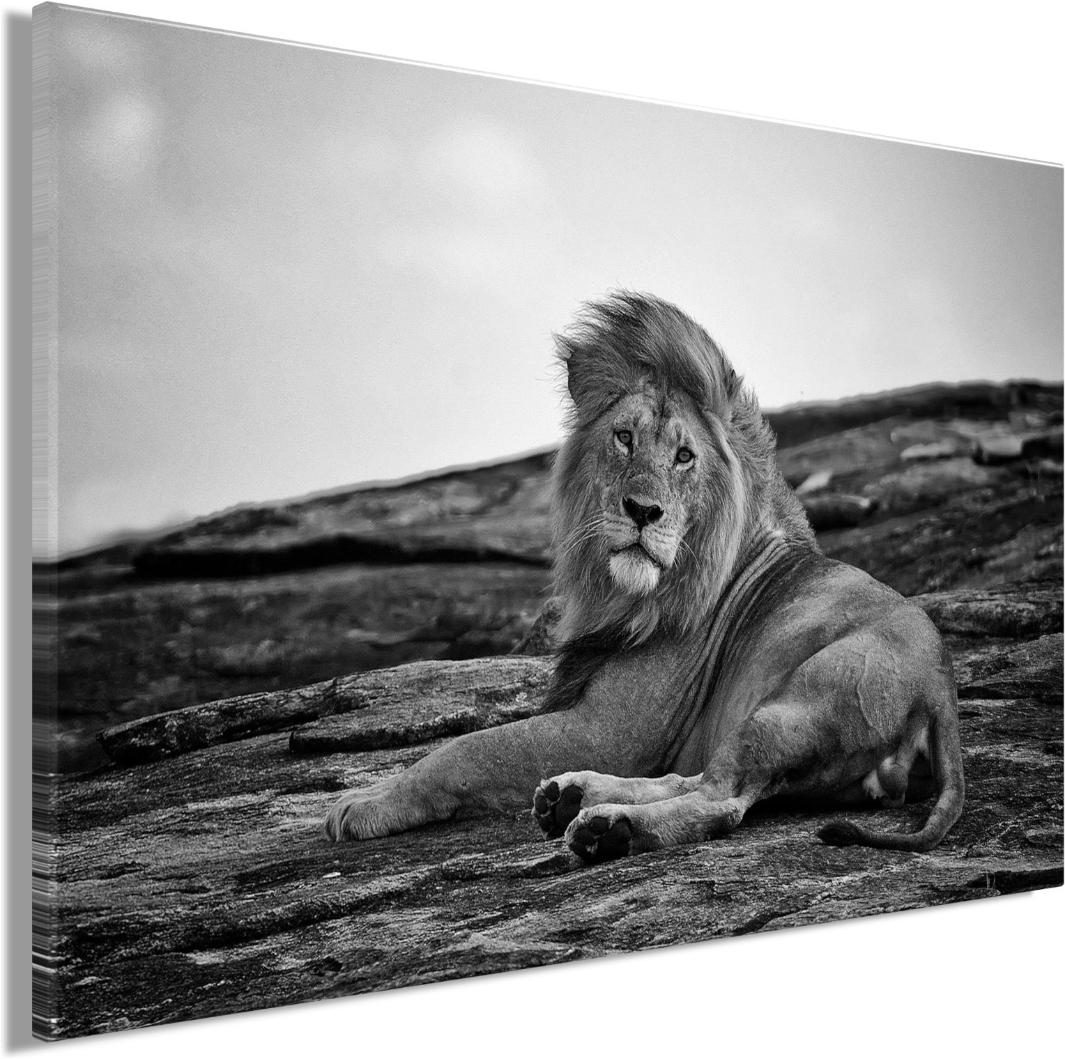 Bönninghoff Bild »LIEGENDER LÖWE 60x90 cm – Leinwandbild Keilrahmen Deko modern«