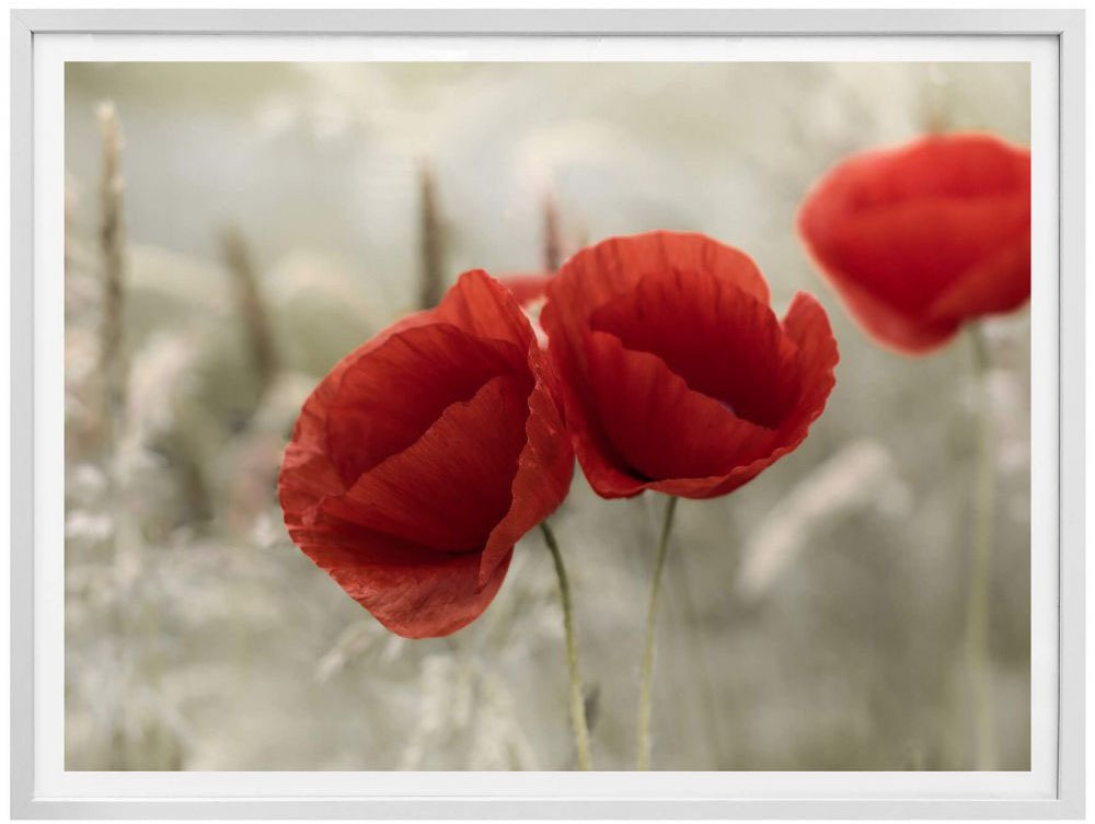 Wall-Art Poster »Mohnblumen Paar«, Blumen, (1 St.)