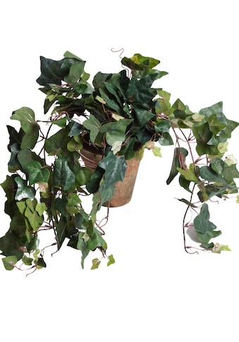 Botanic-Haus Künstliche Zimmerpflanze »Efeuhängebusch«, (1 St.) kaufen