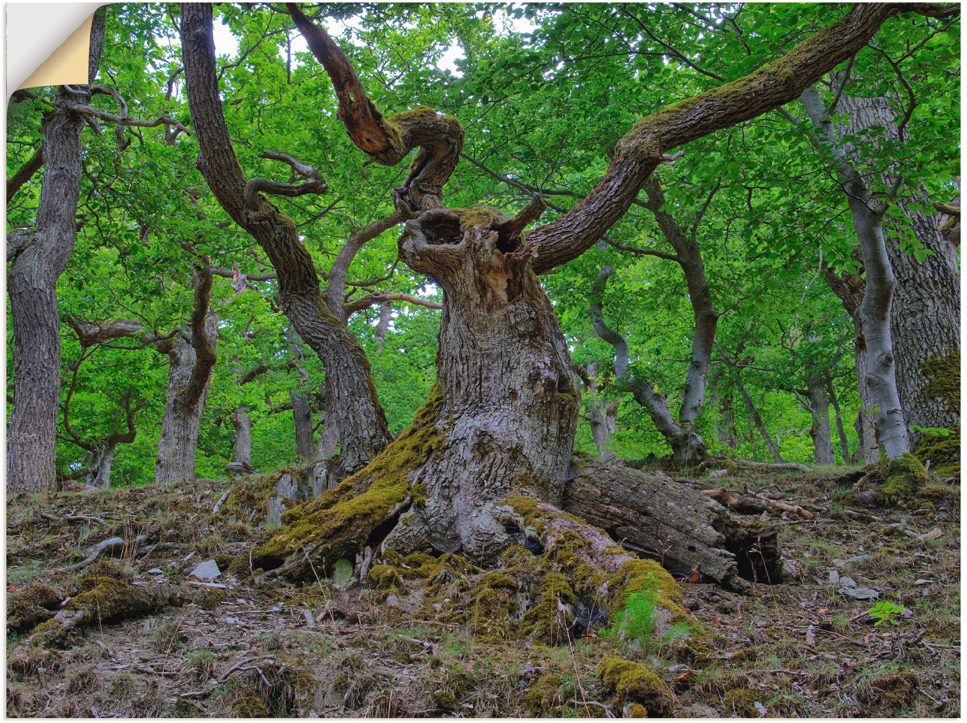 Wandfolie »Eichen wie ein Märchenwald«, Wald, (1 St.), selbstklebend