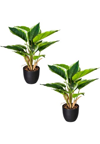 Creativ green Künstliche Zimmerpflanze »Grünpflanze Hosta«, (2 St.), im 2er Set kaufen