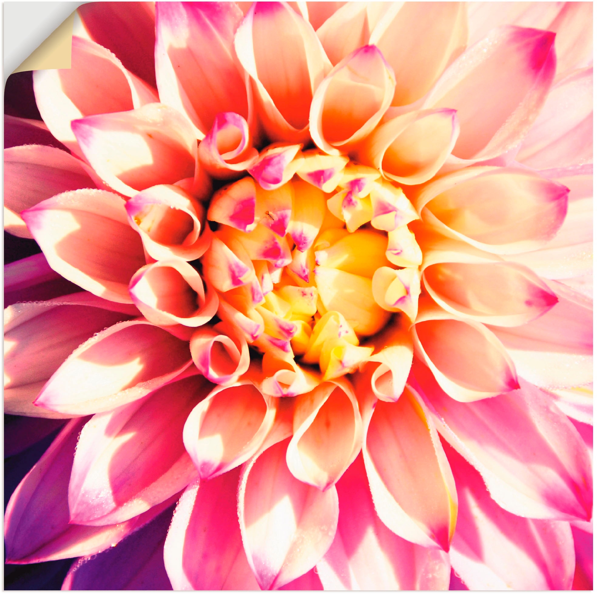 Artland Wandbild »Dahlie«, Blumen, Wandaufkleber als online in Poster OTTO versch. Größen bei Leinwandbild, oder St.), (1