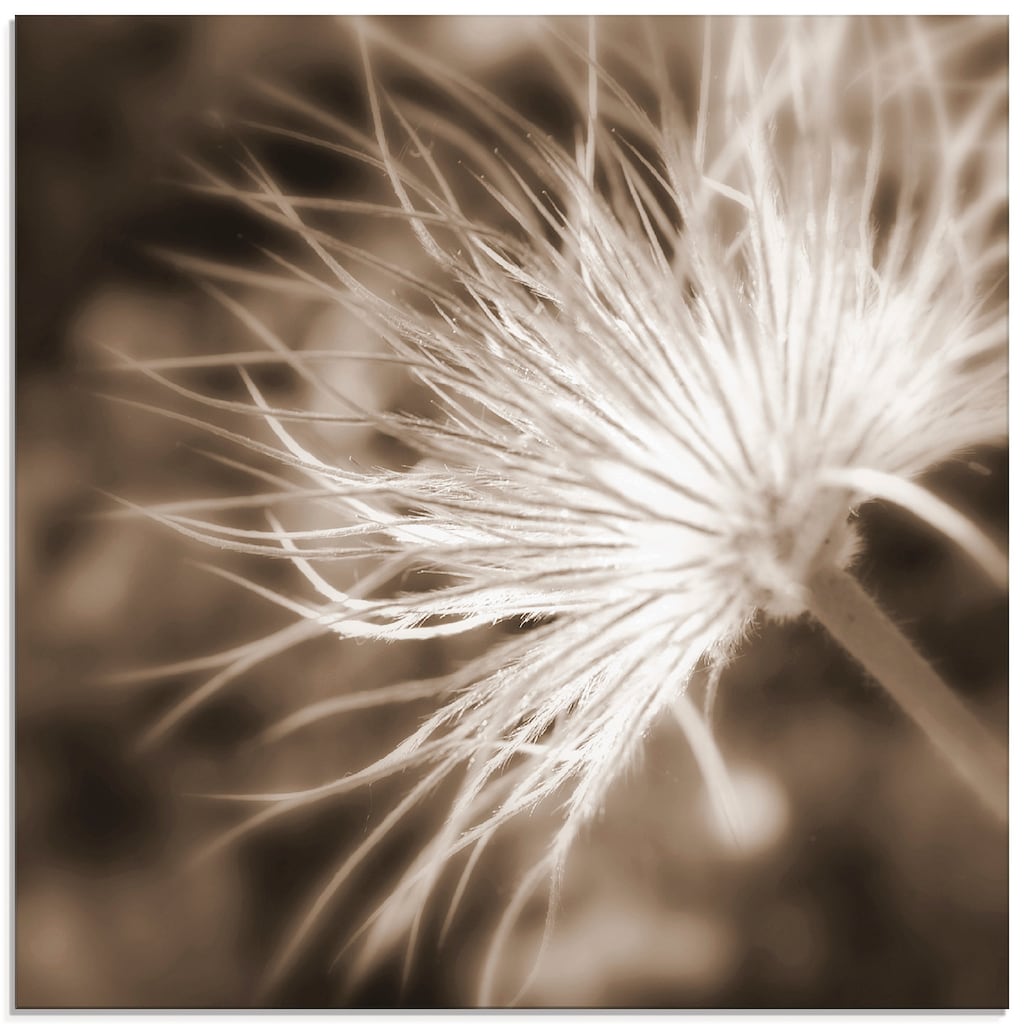 Artland Glasbild »leicht wie eine Feder«, Blumen, (1 St.)