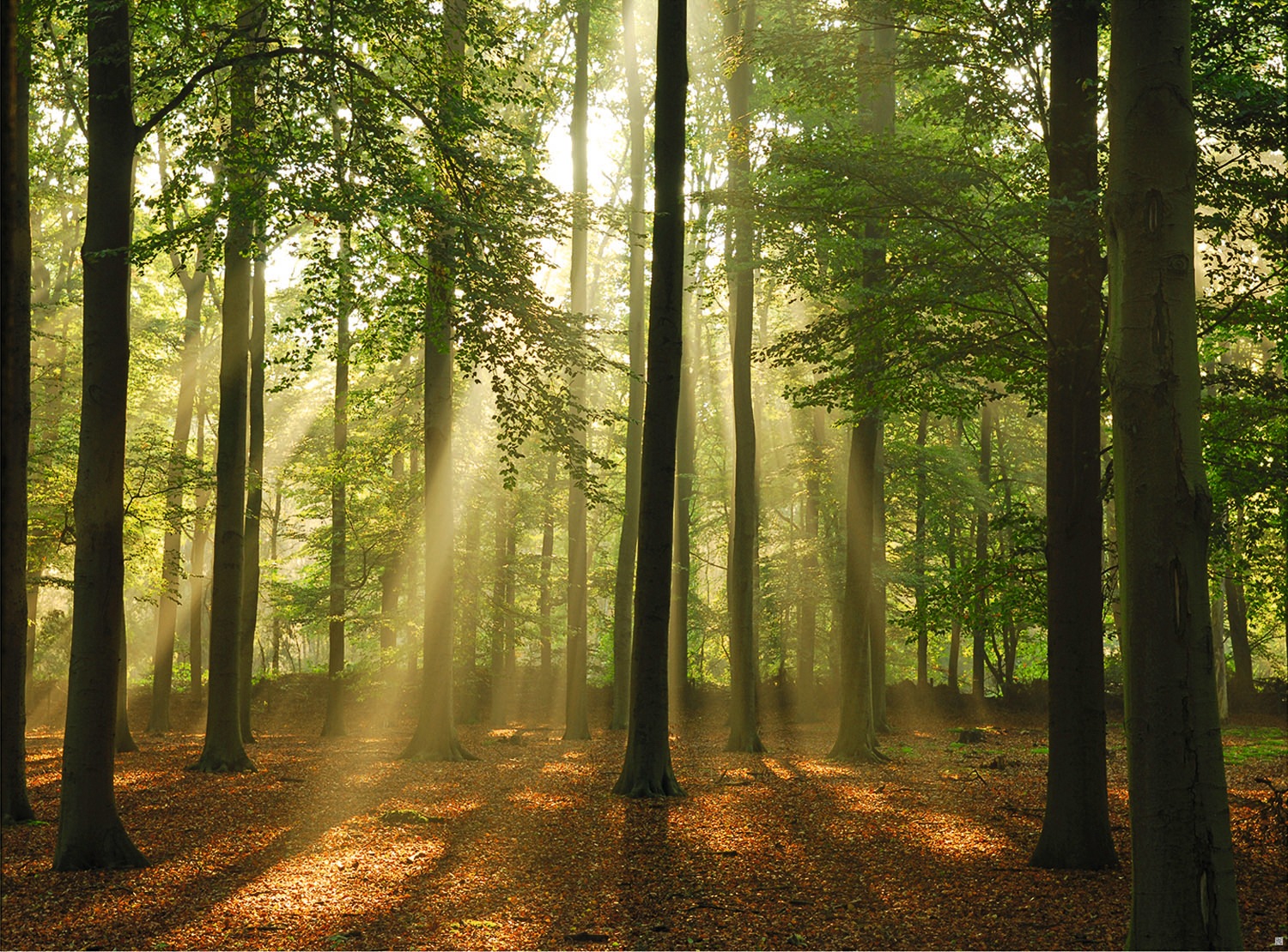 Papermoon Fototapete »Forest in the Morning«