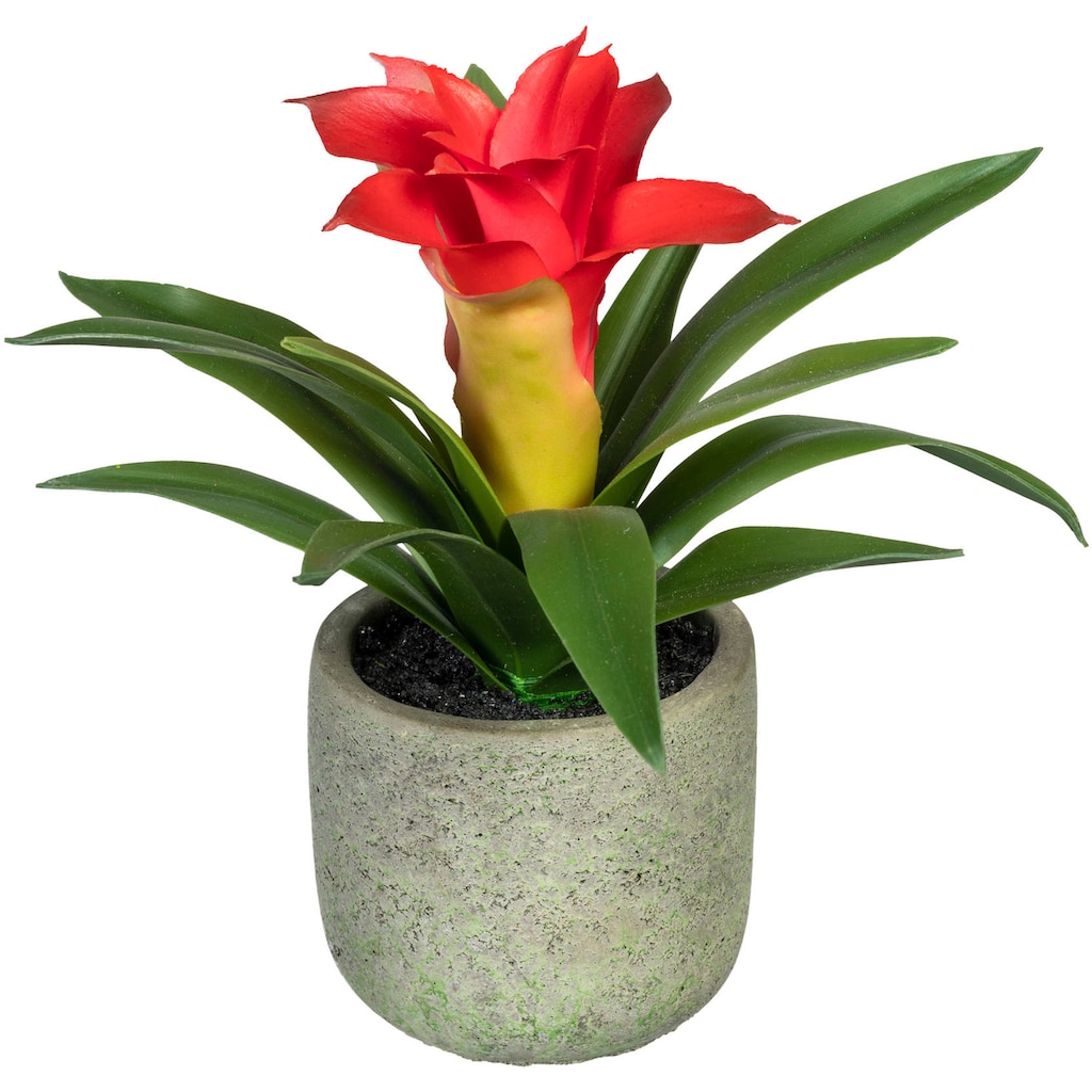 Creativ green Künstliche Zimmerpflanze »Set aus Guzmania in 2 Farben«