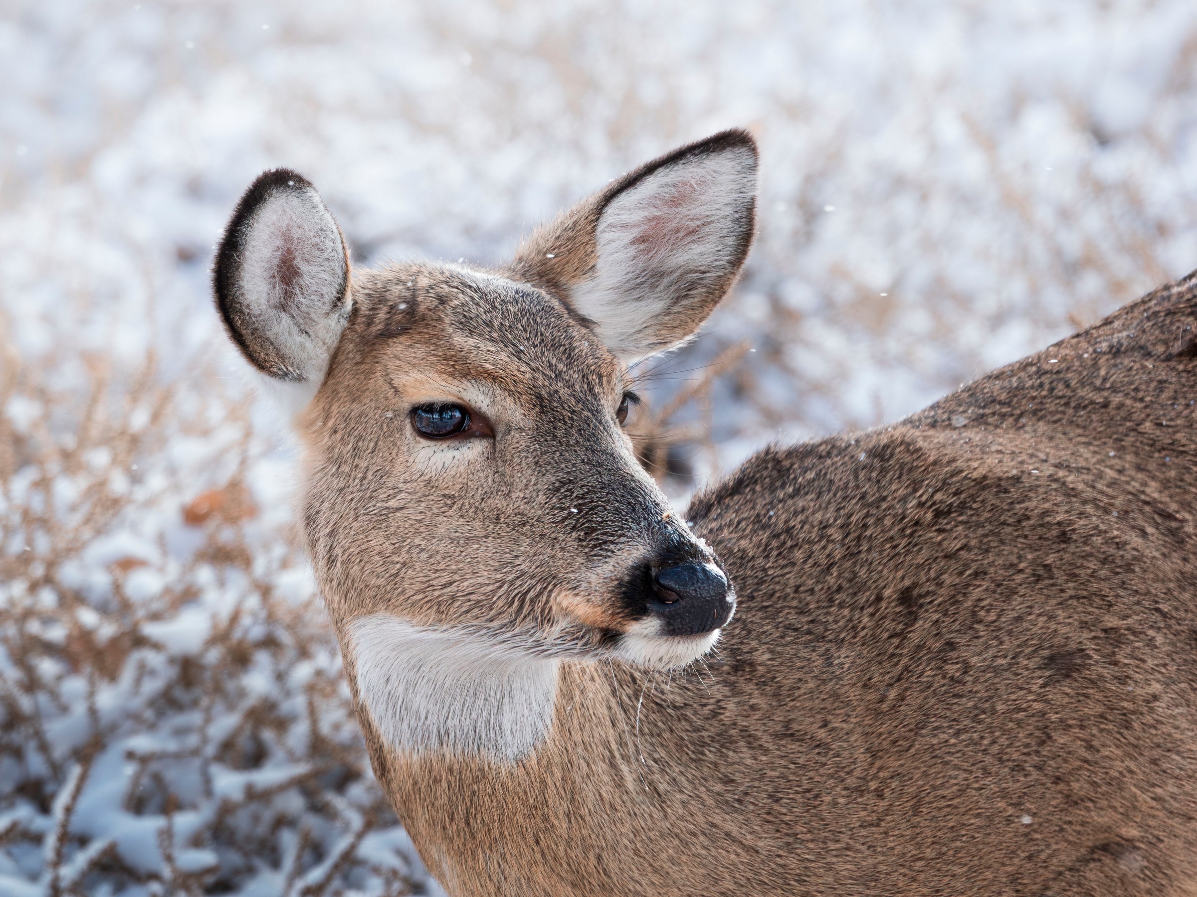 OM SYSTEM Objektiv »M.Zuiko Digital ED 100-400mm F5.0-6.3 IS II«