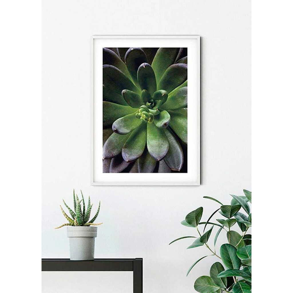 Komar Poster »Succulent Single«, Pflanzen-Blätter, (1 St.), Kinderzimmer, Schlafzimmer, Wohnzimmer