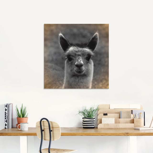 Artland Glasbild »Alpaka Blick«, Wildtiere, (1 St.), in verschiedenen  Größen kaufen online bei OTTO