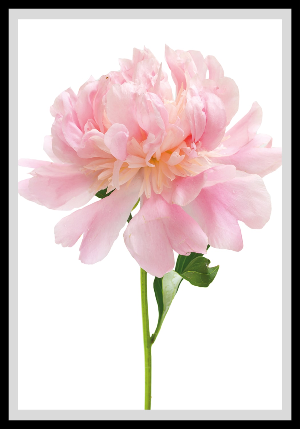 queence Bild »Beate« Blumen | Blumenbilder | Blätter | Foto | Kunst Rosen, gerahmt