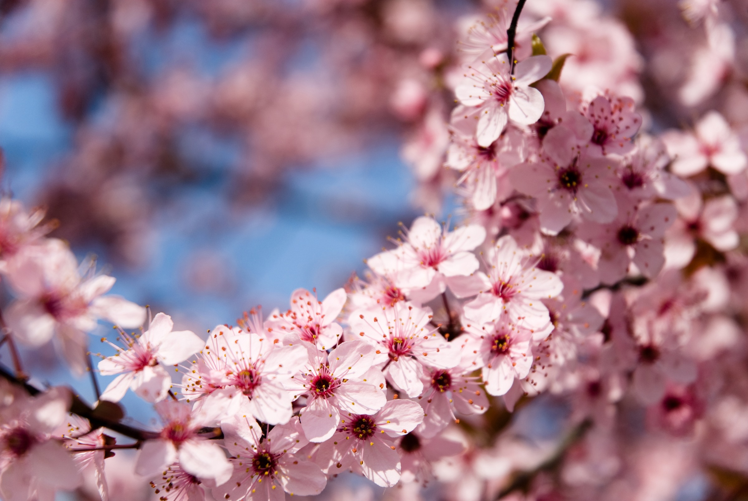 Papermoon Fototapete »Springtime Flowers«