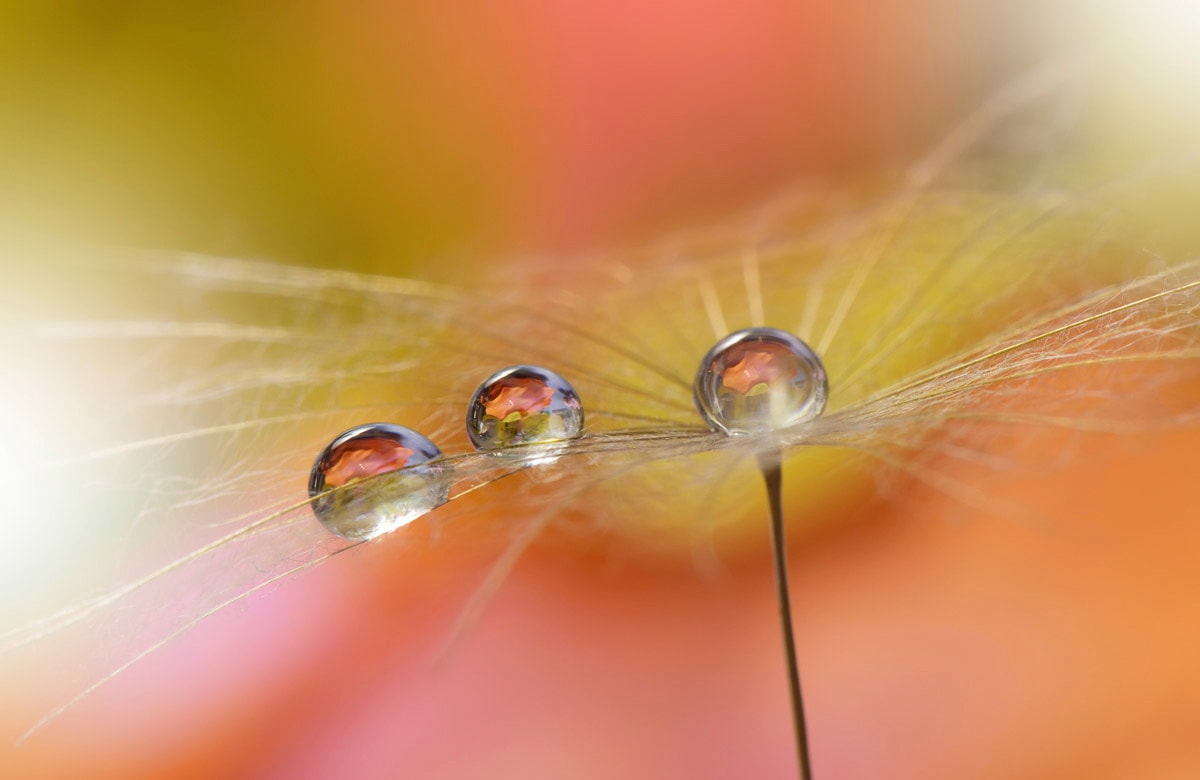 Fototapete »Zen Wassertropfen mit Blume Makro«