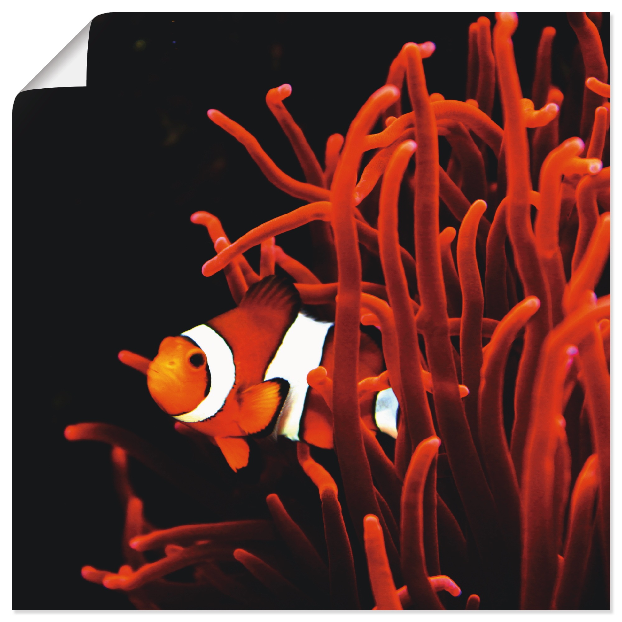 Artland Wandbild »Clown Fisch mit Koralle«, Wassertiere, (1 St.), in vielen Größen & Produktarten - Alubild / Outdoorbild für den Außenbereich, Leinwandbild, Poster, Wandaufkleber / Wandtattoo auch für Badezimmer geeignet