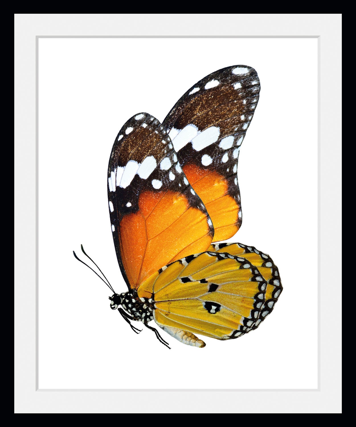 queence Bild »Mario«, Schmetterlinge, (1 St.)