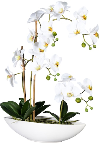 Creativ green Kunstorchidee »Phalaenopsis«, (1 St.), im Keramikschiff kaufen