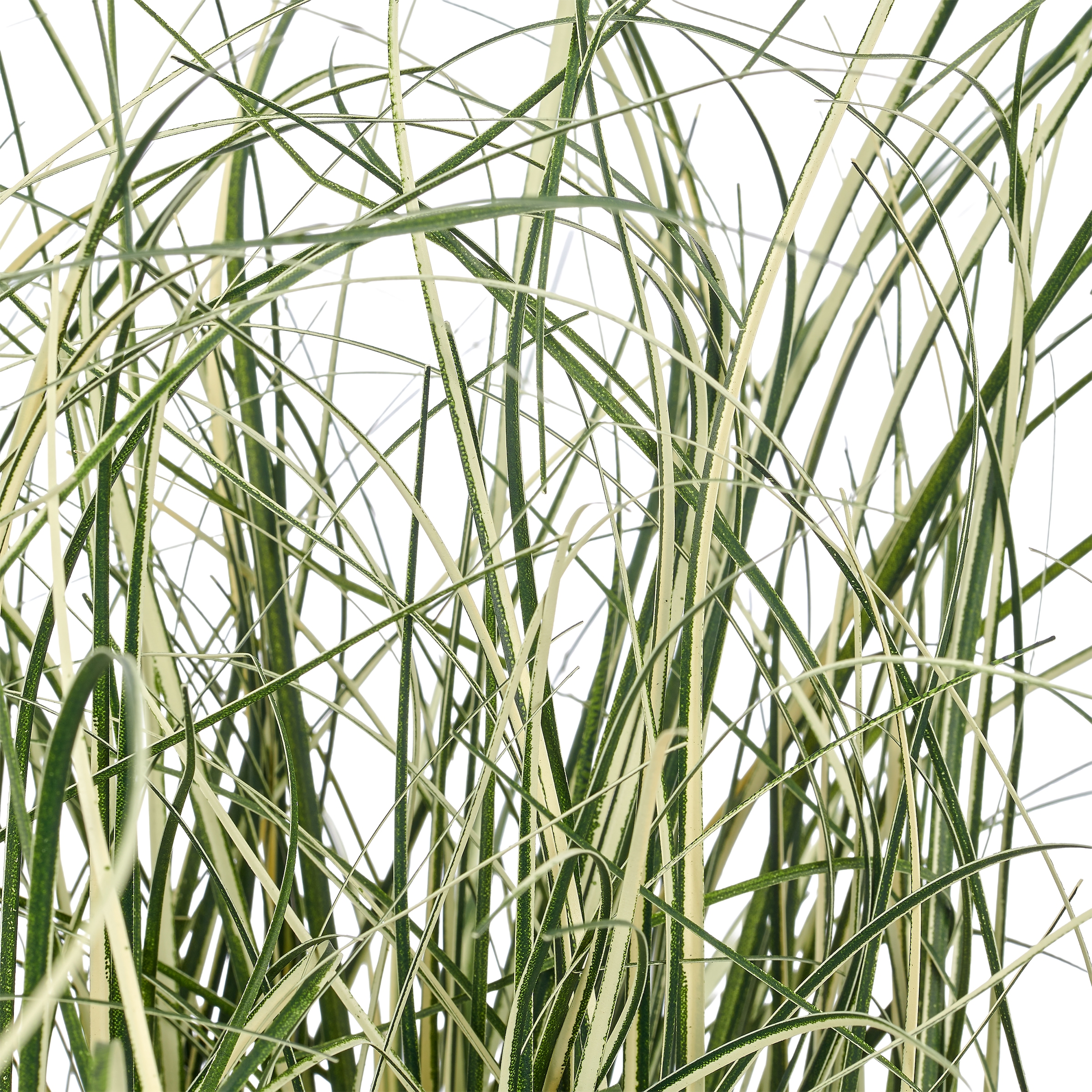 Creativ green Kunstgras »Grasbusch Miscanthus variegatus« mit filigranen Grashalmen