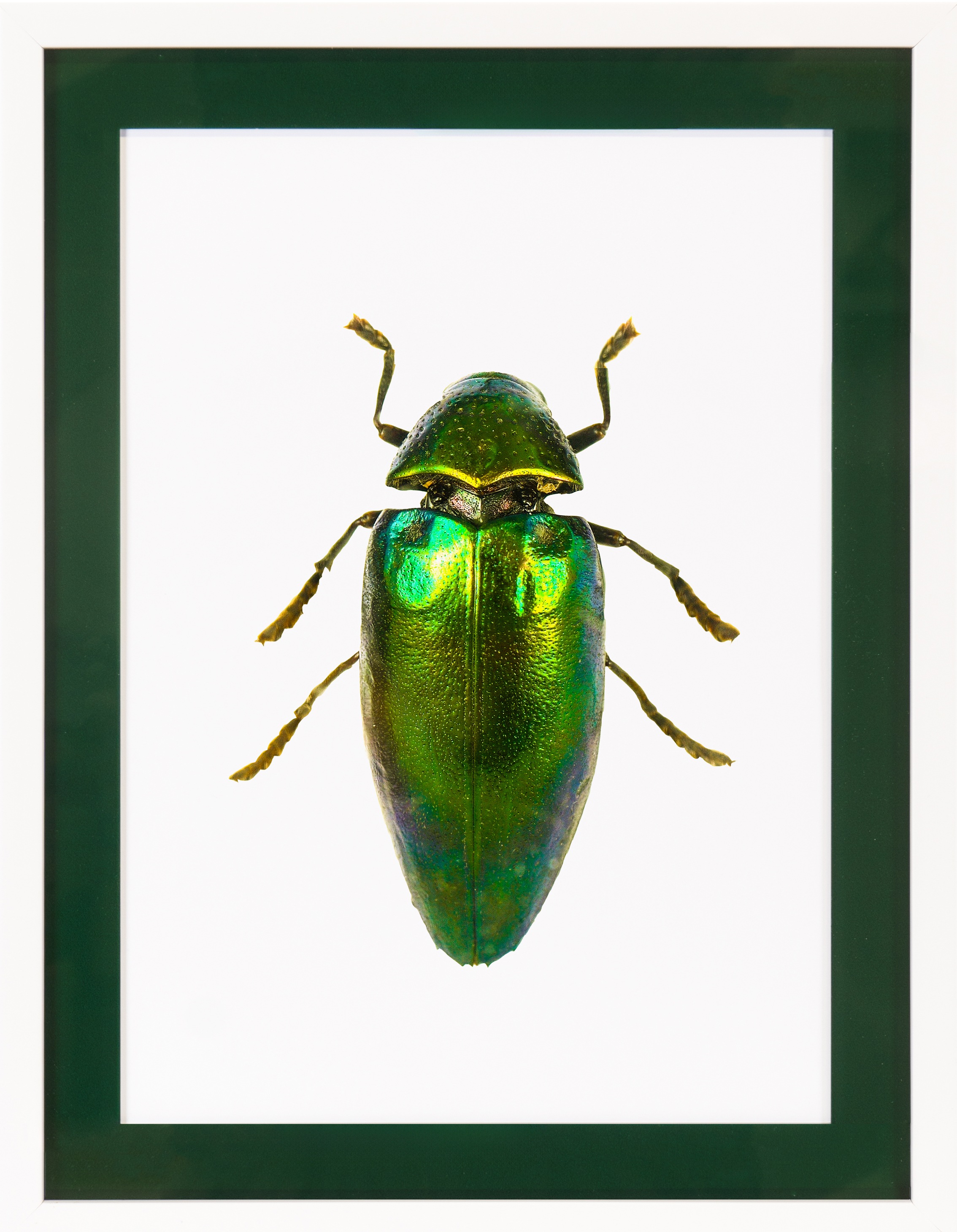 queence Bild mit Rahmen »Käfer, glitzer, dunkelgrün« Insekten 1 Stk. tlg. Poster mit buntem Acrylglas Passepartout