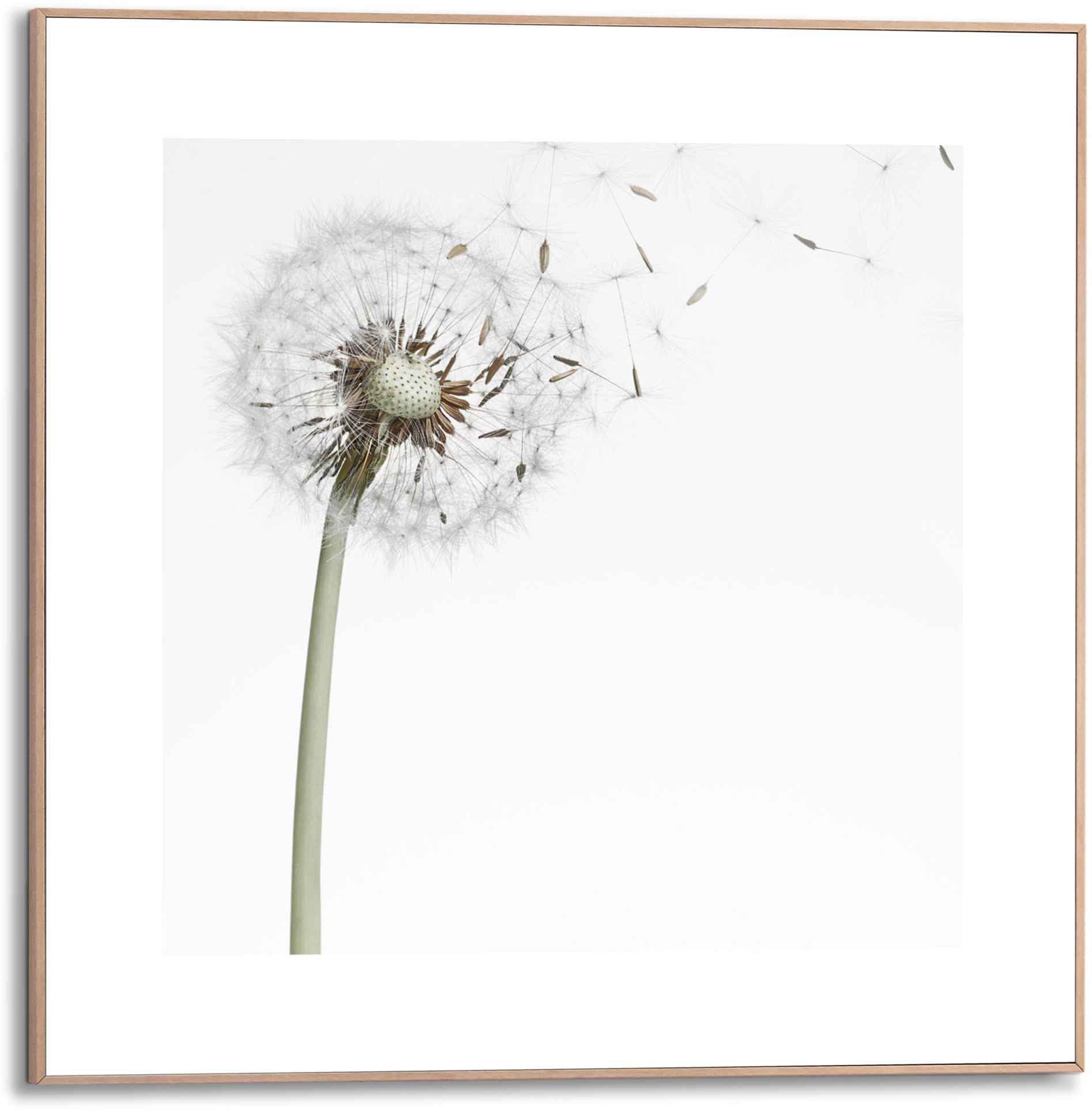 Reinders! Bild »Gerahmtes Bild Blumen, (1 bei St.) Pusteblume«, OTTO