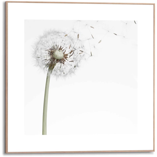 Reinders! Bild »Gerahmtes Bild Pusteblume«, Blumen, (1 St.) bei OTTO