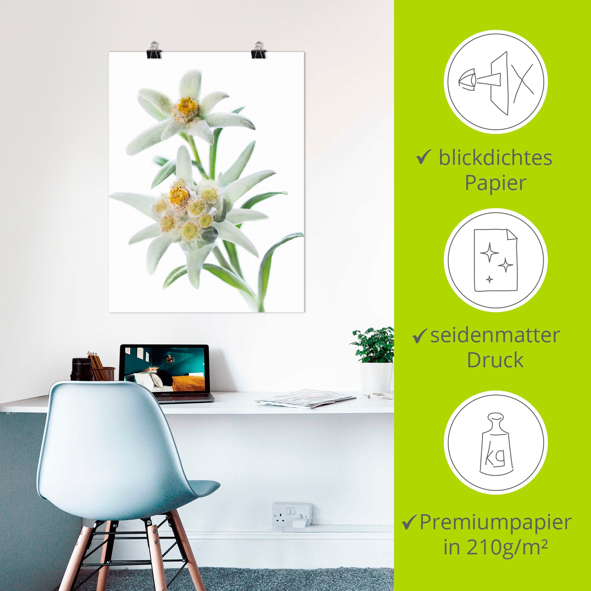 Artland Wandbild »Edelweiss«, Blumen, (1 St.), als Poster, Wandaufkleber in verschied. Größen