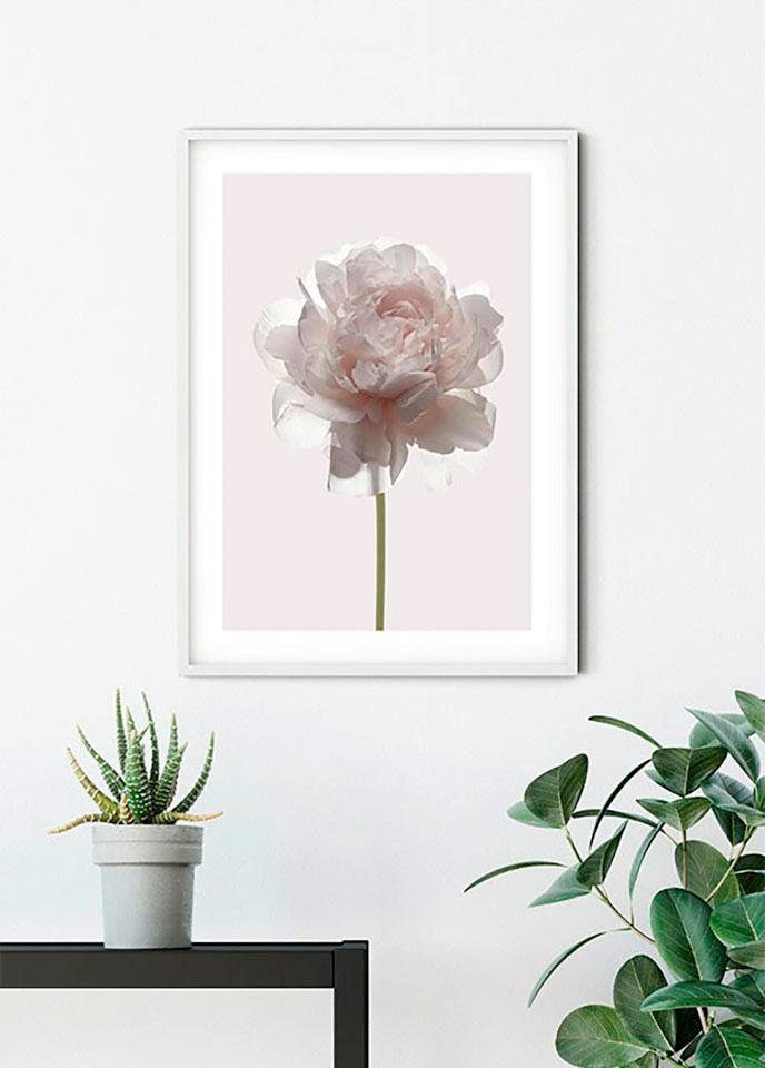 Komar Bild »Rose«, Blumen, (1 St.), Wandbild zur Dekoration - ohne Rahmen