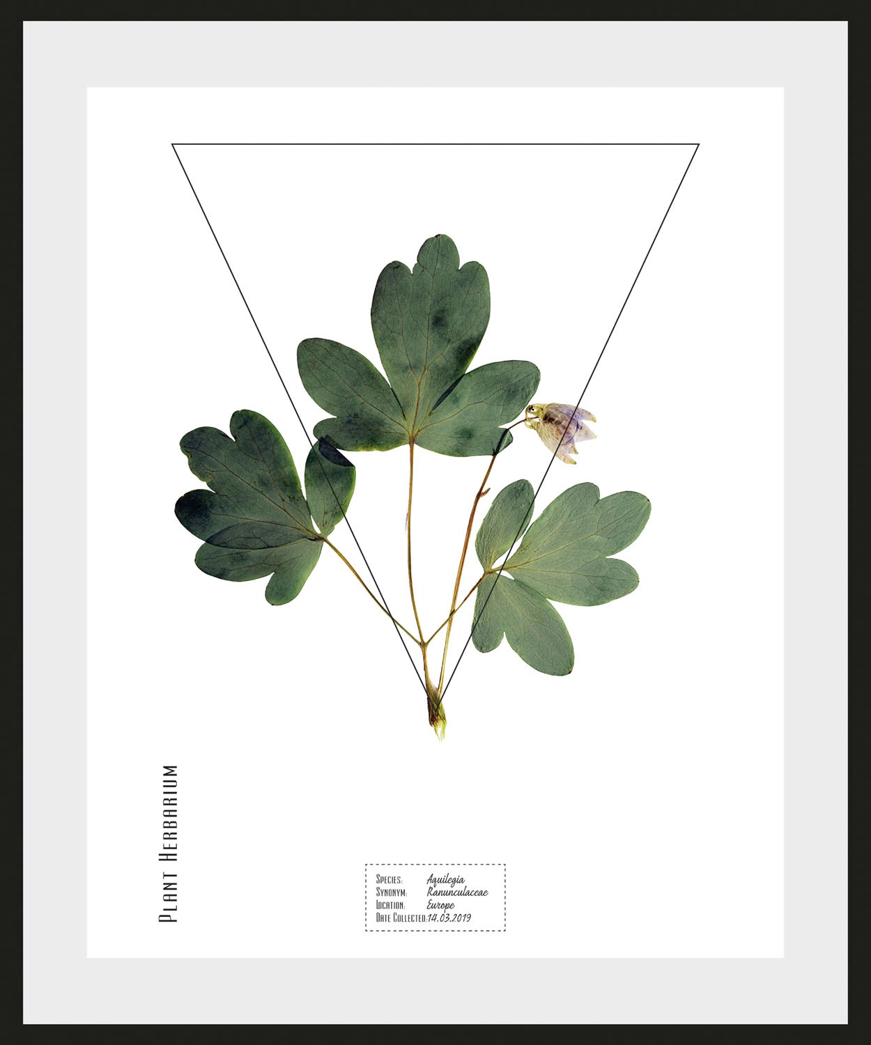 queence Bild »Aquilegia«, (1 St.)