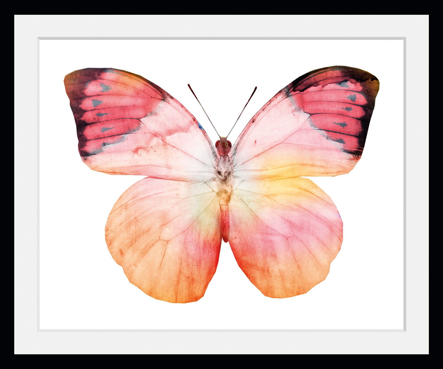 queence Bild »Elli«, Schmetterlinge, (1 St.)