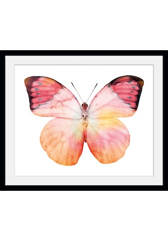 Bild »Elli«, Schmetterlinge, (1 St.)