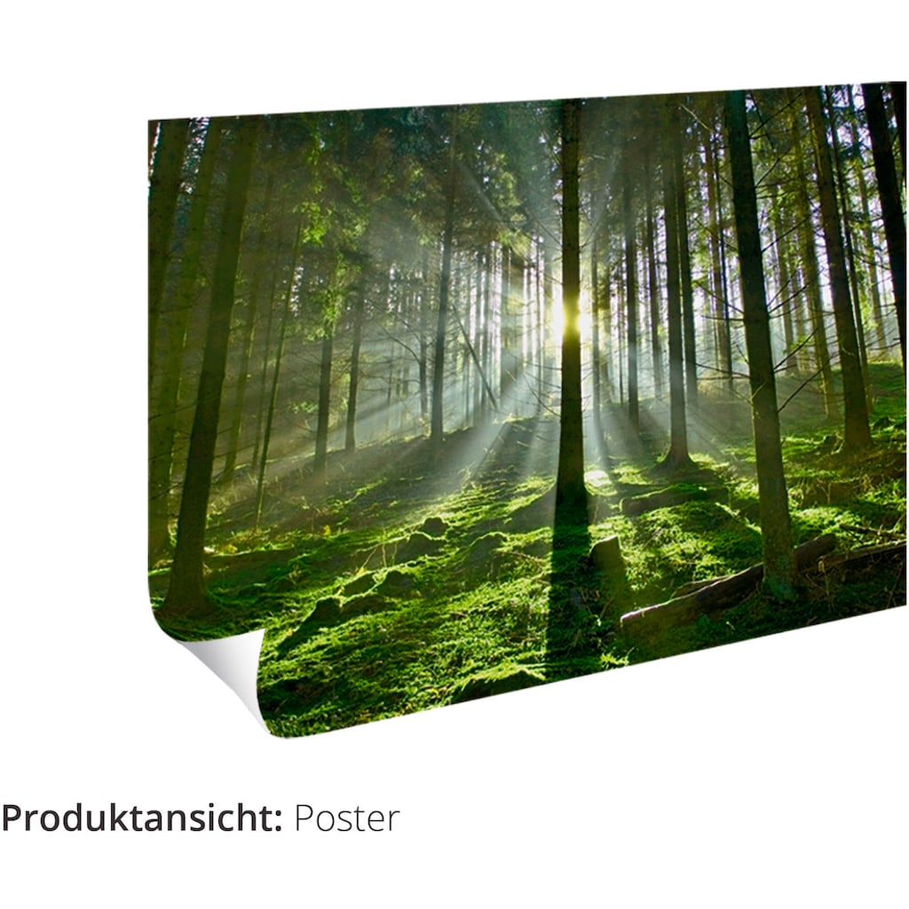 Artland Wandbild »Roter Panda«, Wildtiere, (1 St.)