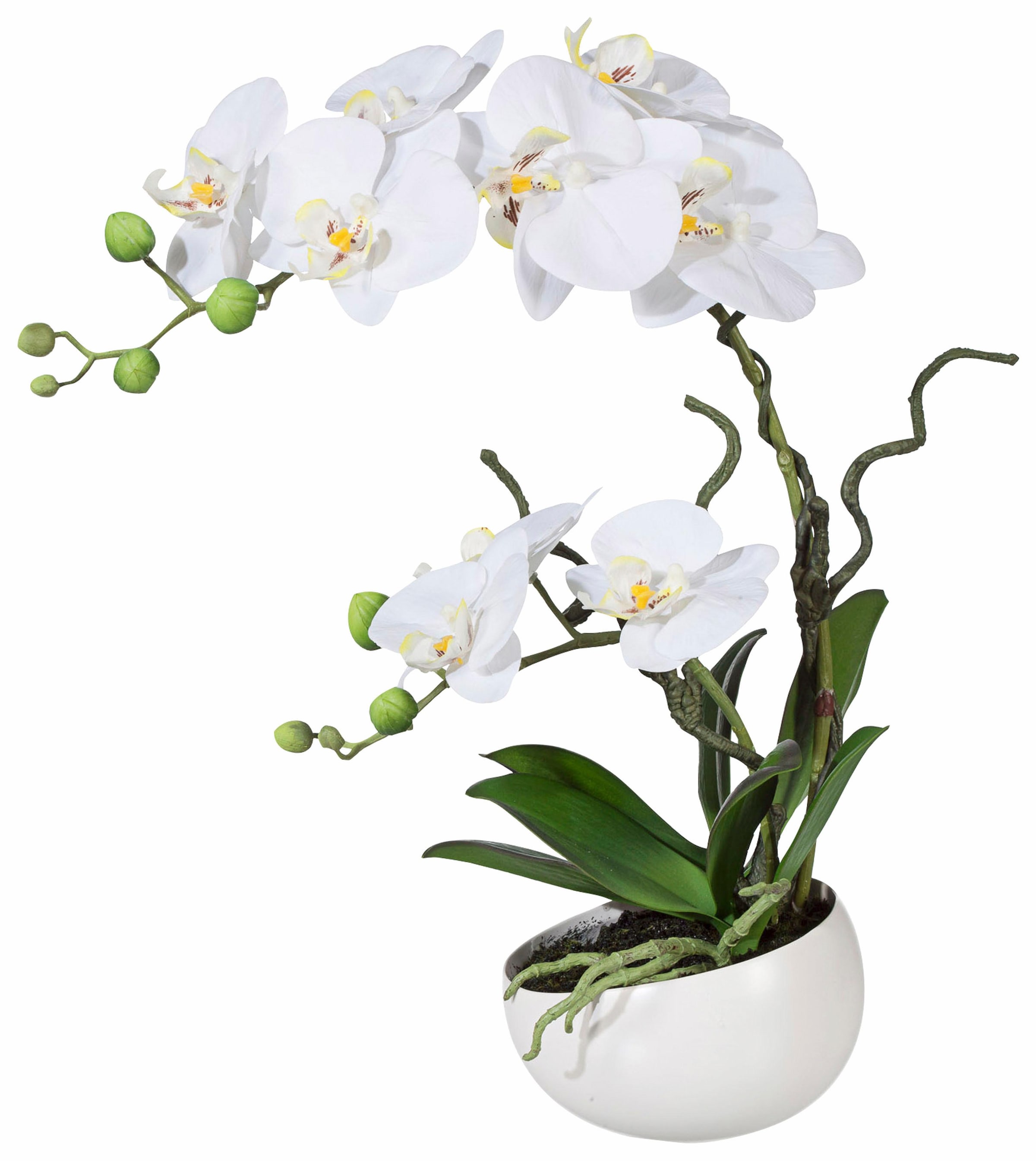 Creativ green Kunstpflanze »Orchidee«