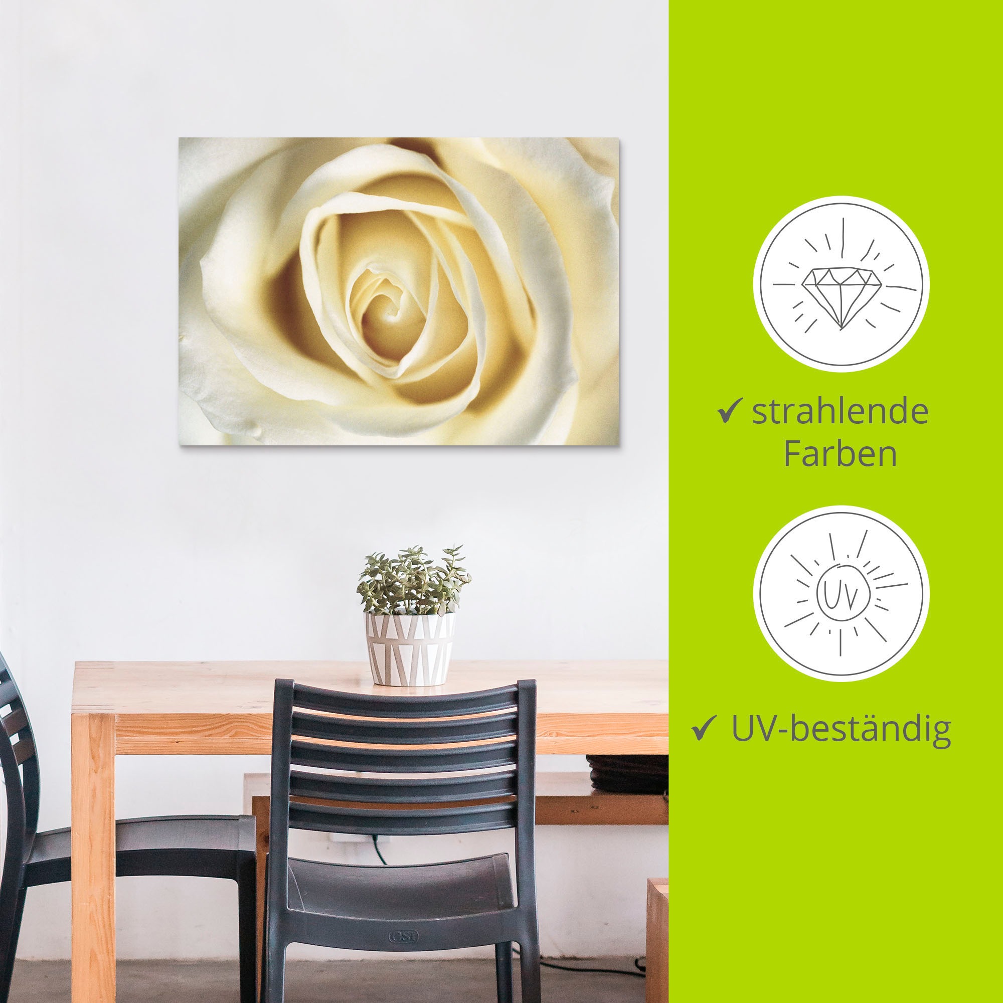Artland Wandbild »Weiße Rose«, Blumen, (1 St.), als Alubild, Outdoorbild, Leinwandbild in verschied. Größen