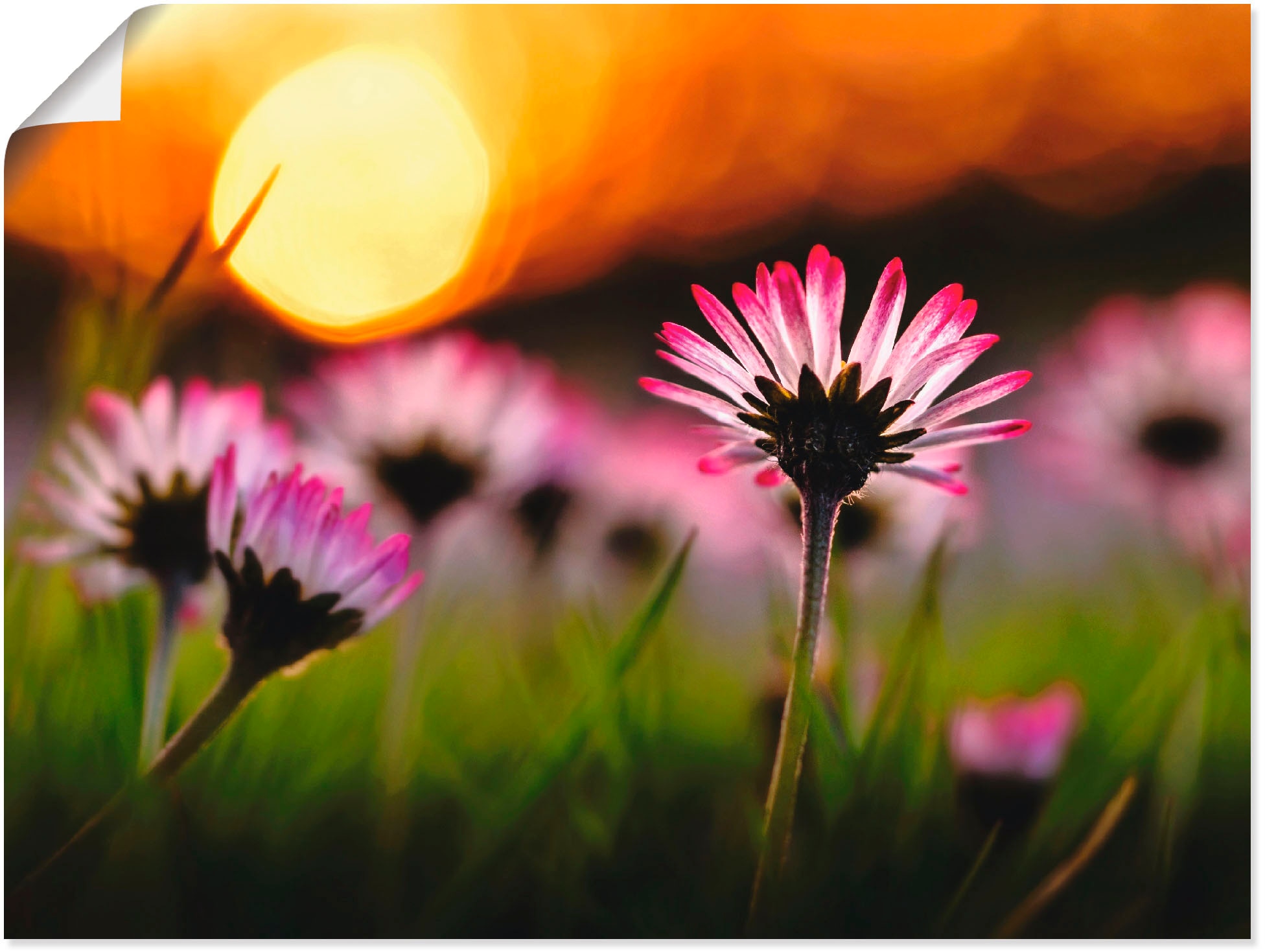 Artland Wandbild »Gänseblümchen im Sonnenuntergang«, Blumenwiese, (1 St.),  als Alubild, Leinwandbild, Wandaufkleber oder Poster in versch. Größen im  OTTO Online Shop