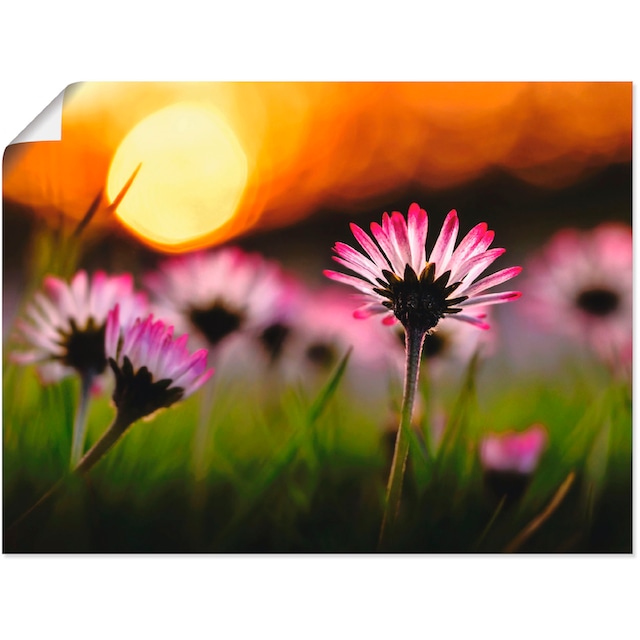 Artland Wandbild »Gänseblümchen im Sonnenuntergang«, Blumenwiese, (1 St.),  als Alubild, Leinwandbild, Wandaufkleber oder Poster in versch. Größen im  OTTO Online Shop