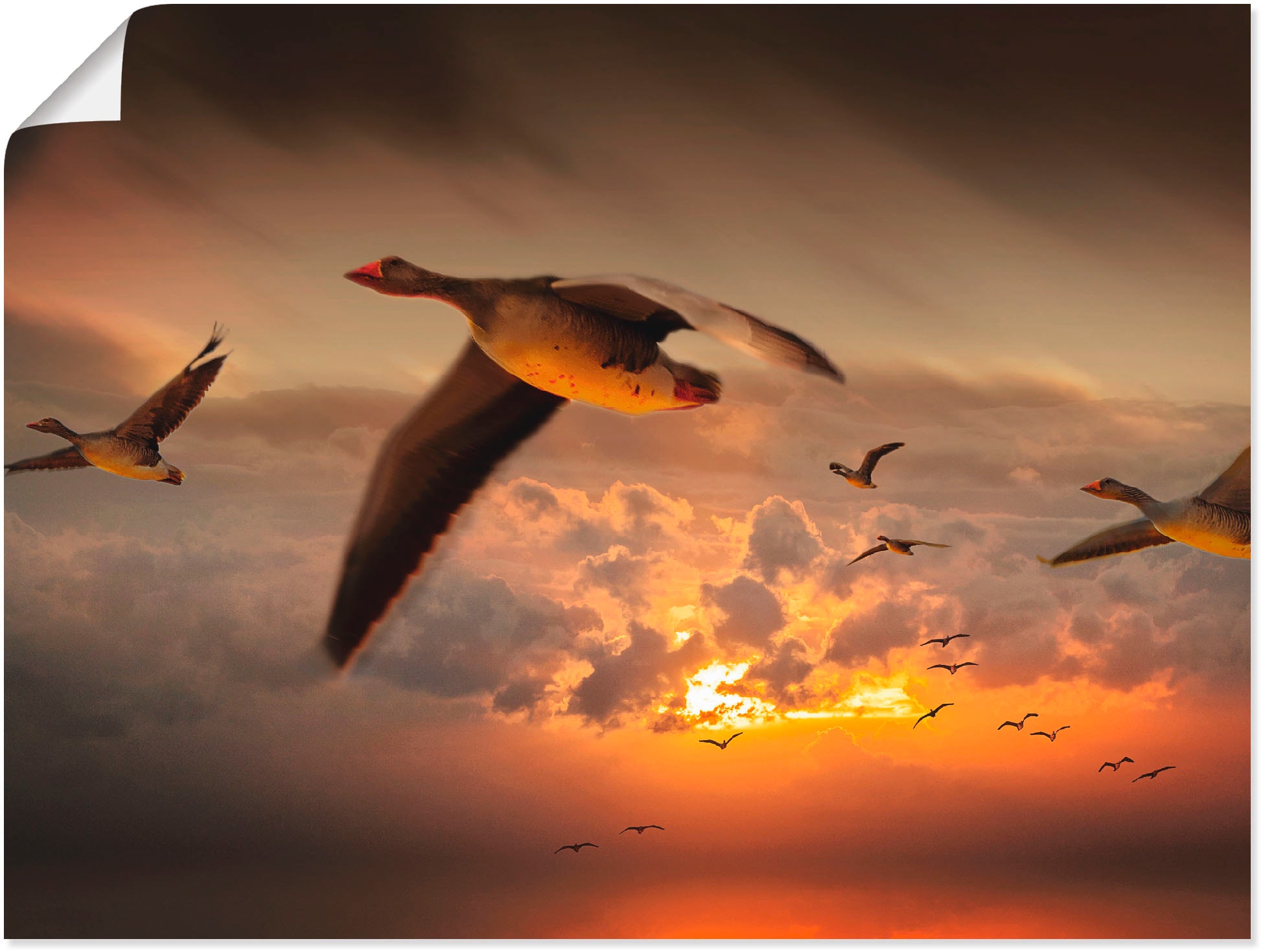 Artland Wandbild »Der Flug der Leinwandbild, (1 Poster Wandaufkleber Vögel, bei St.), versch. als in oder kaufen Größen Wildgänse...«, OTTO