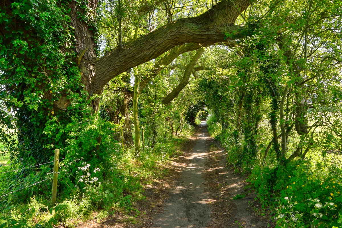 Fototapete »Waldweg«