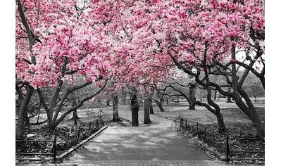 Papermoon Fototapete »Rosa Blüten«, Vliestapete, hochwertiger Digitaldruck, inklusive... kaufen