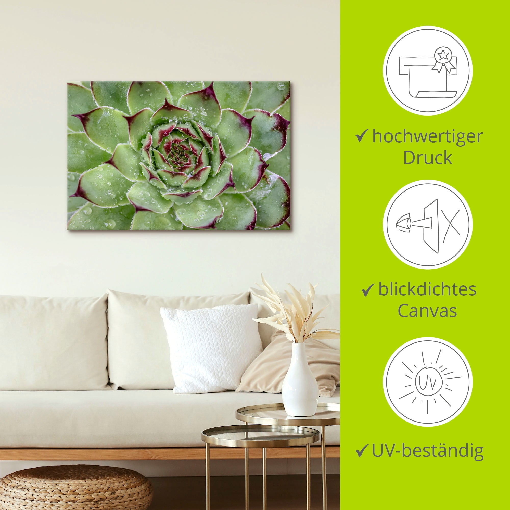 Artland Leinwandbild »Sukkulente mit Regentropfen« Pflanzenbilder 1 Stk. tlg. auf Holzrahmen gespannt