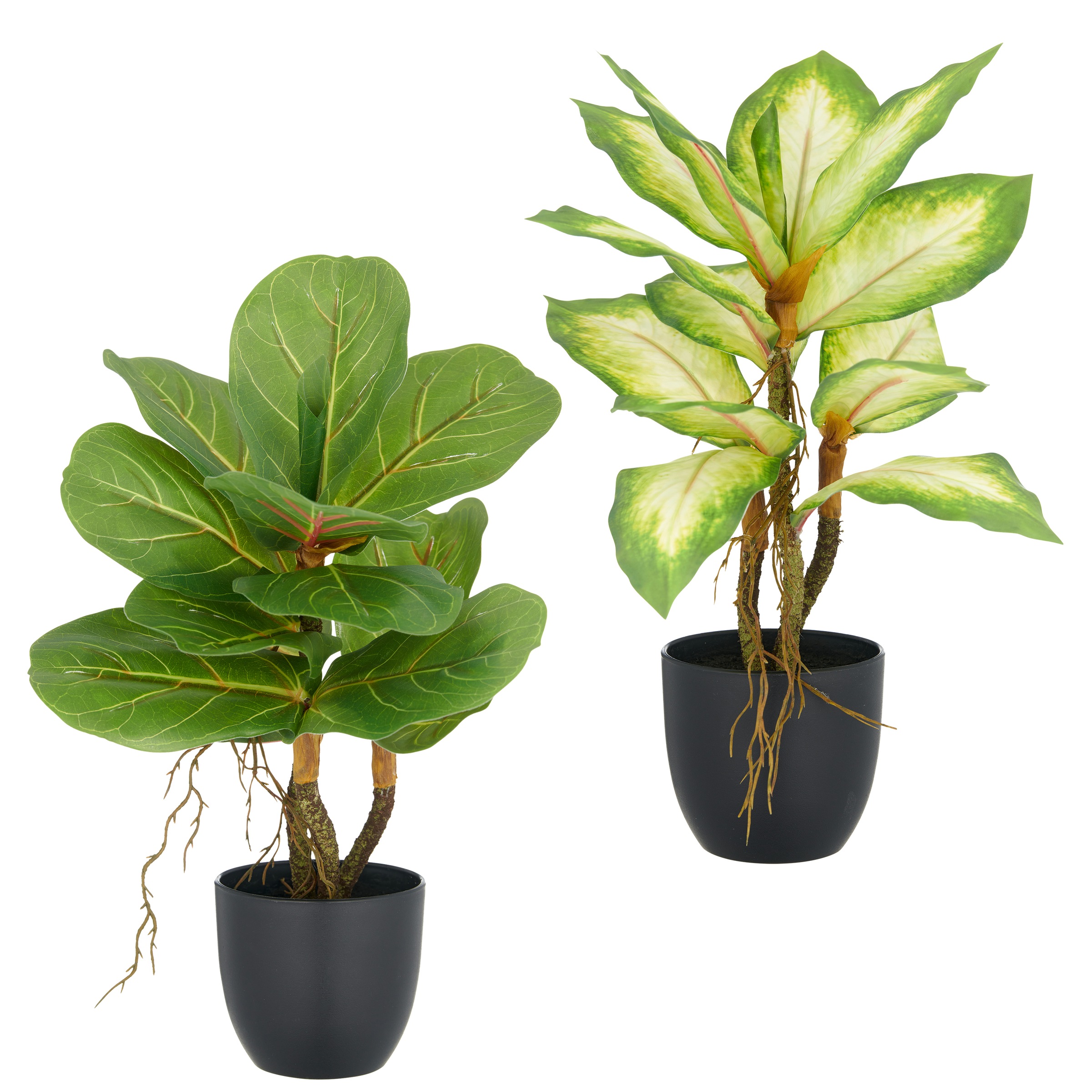 Creativ green Kunstpflanze »Ficus und Dieffenbachia« mit Luftwurzeln