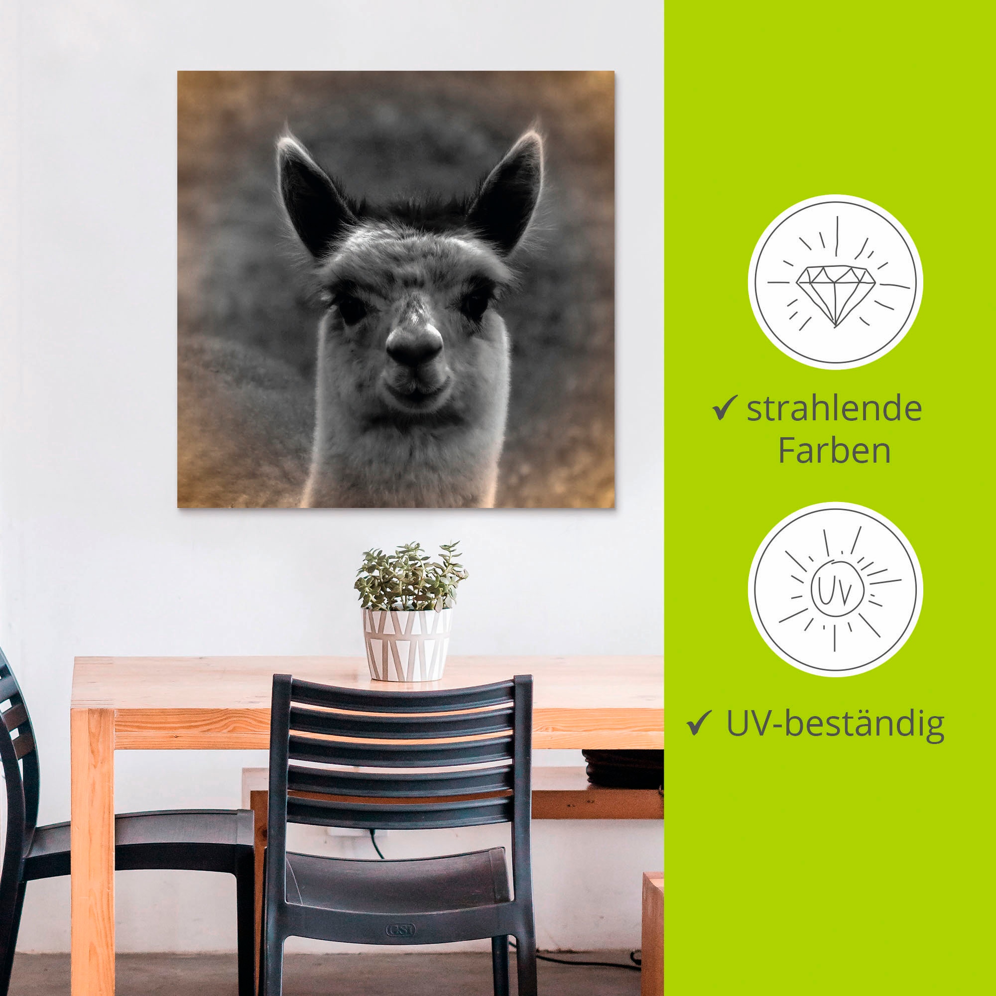 Artland Wandbild »Alpaka Blick«, Wildtiere, (1 St.), als Alubild, Outdoorbild, Leinwandbild, Poster in verschied. Größen