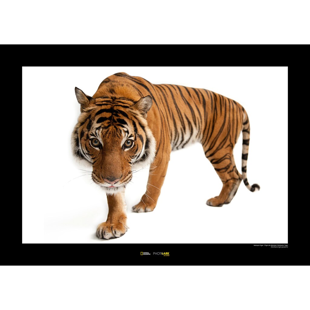 Komar Poster »Malayan Tiger«, Tiere