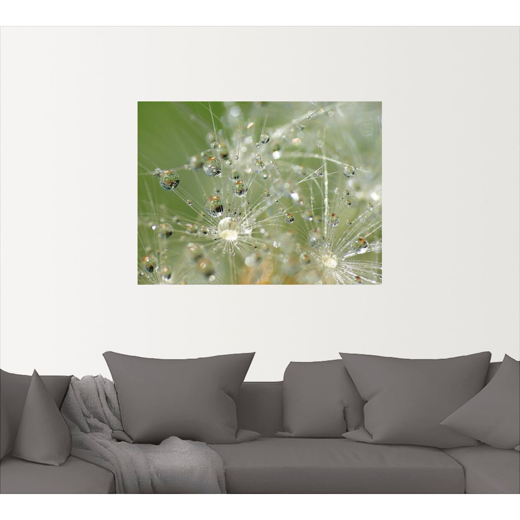 Artland Wandbild »Wassertropfen Pusteblume«, Blumen, (1 St.)