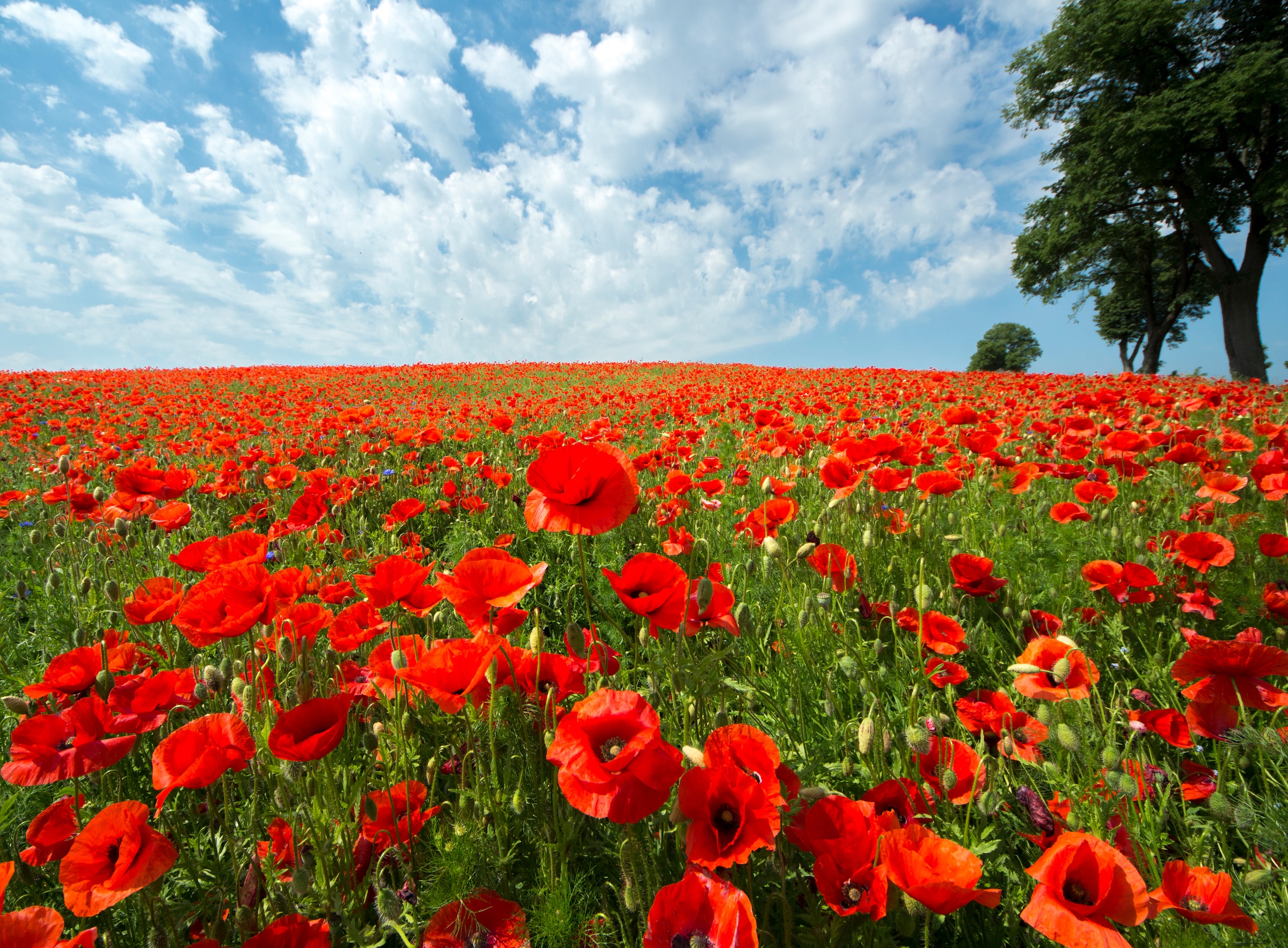 Papermoon Fototapete »Red Poppy Field« glatt