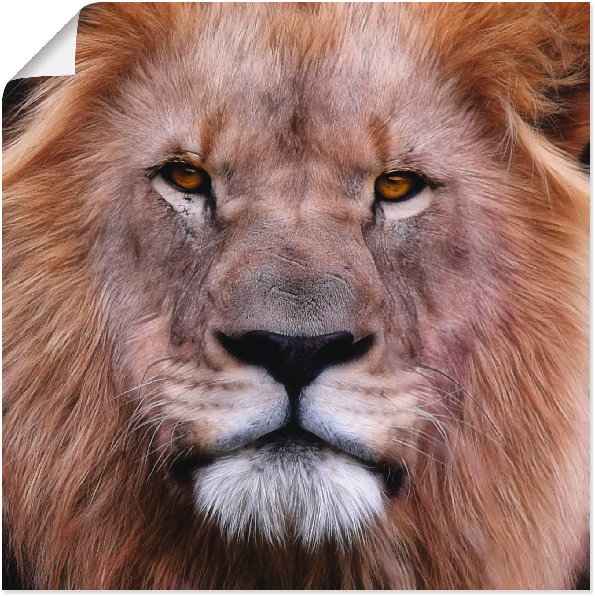 Artland Wandbild »König der Löwen«, Wildtiere, (1 St.), in vielen Größen & Produktarten -Leinwandbild, Poster, Wandaufkleber / Wandtattoo auch für Badezimmer geeignet