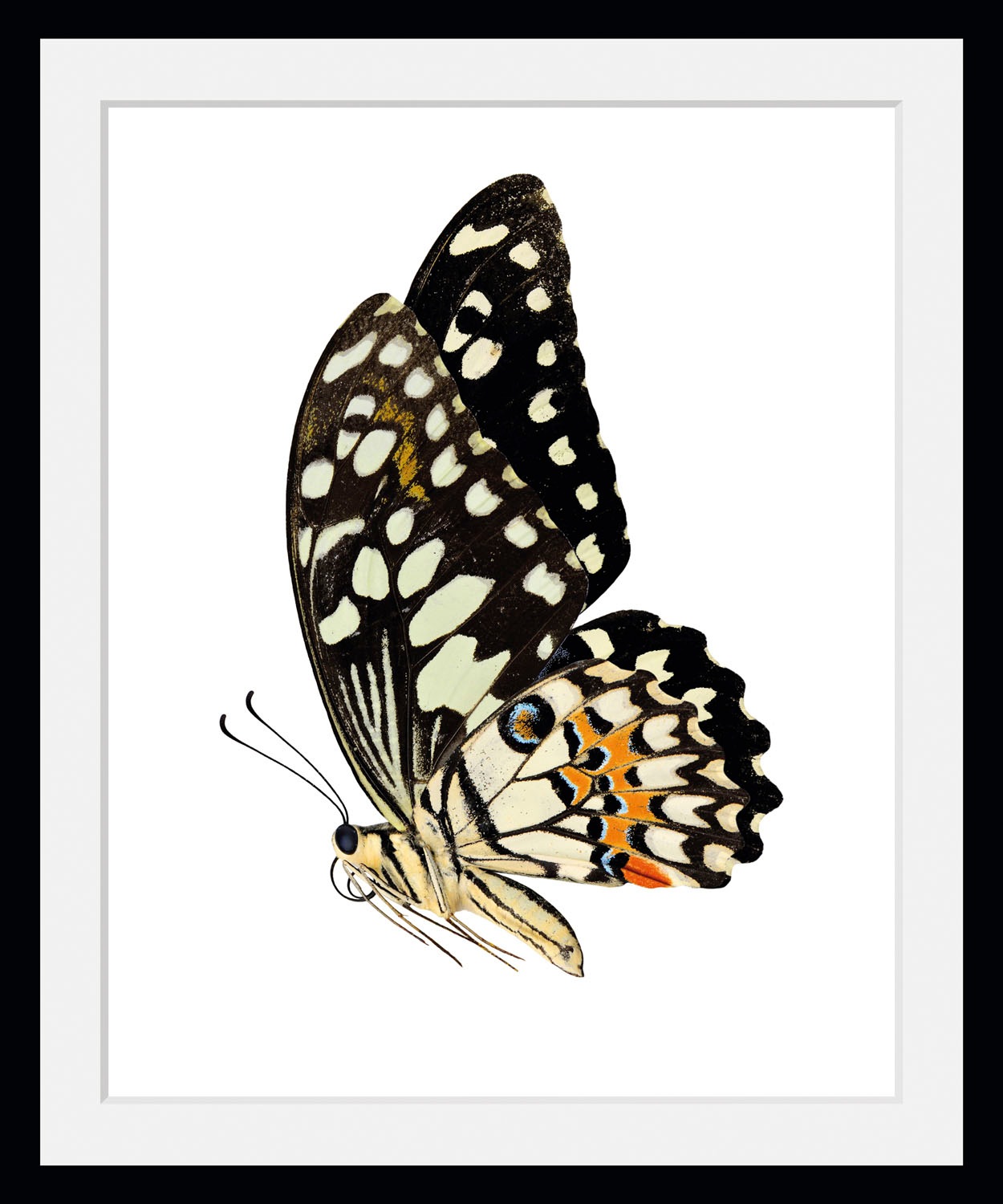 queence Bild »Andy«, Schmetterlinge, (1 St.)