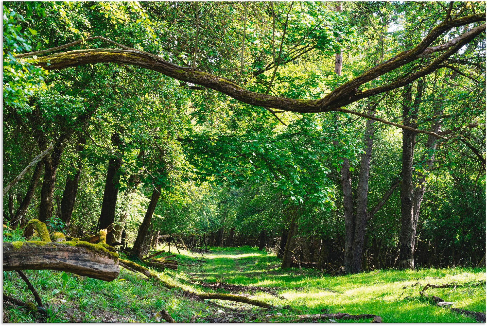 Größen Wald, St.), den »Auf Alubild, Wald«, bei grünem als Wandbild grünen OTTO Weg Leinwandbild, Wandaufkleber oder durch versch. Poster Artland in (1
