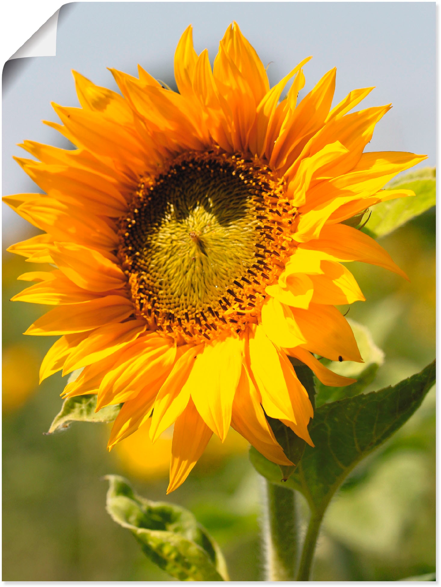 Artland Wandbild »Sonnenblume« Blumen 1 Stk. tlg. als Leinwandbild, Poster in verschied. Größen