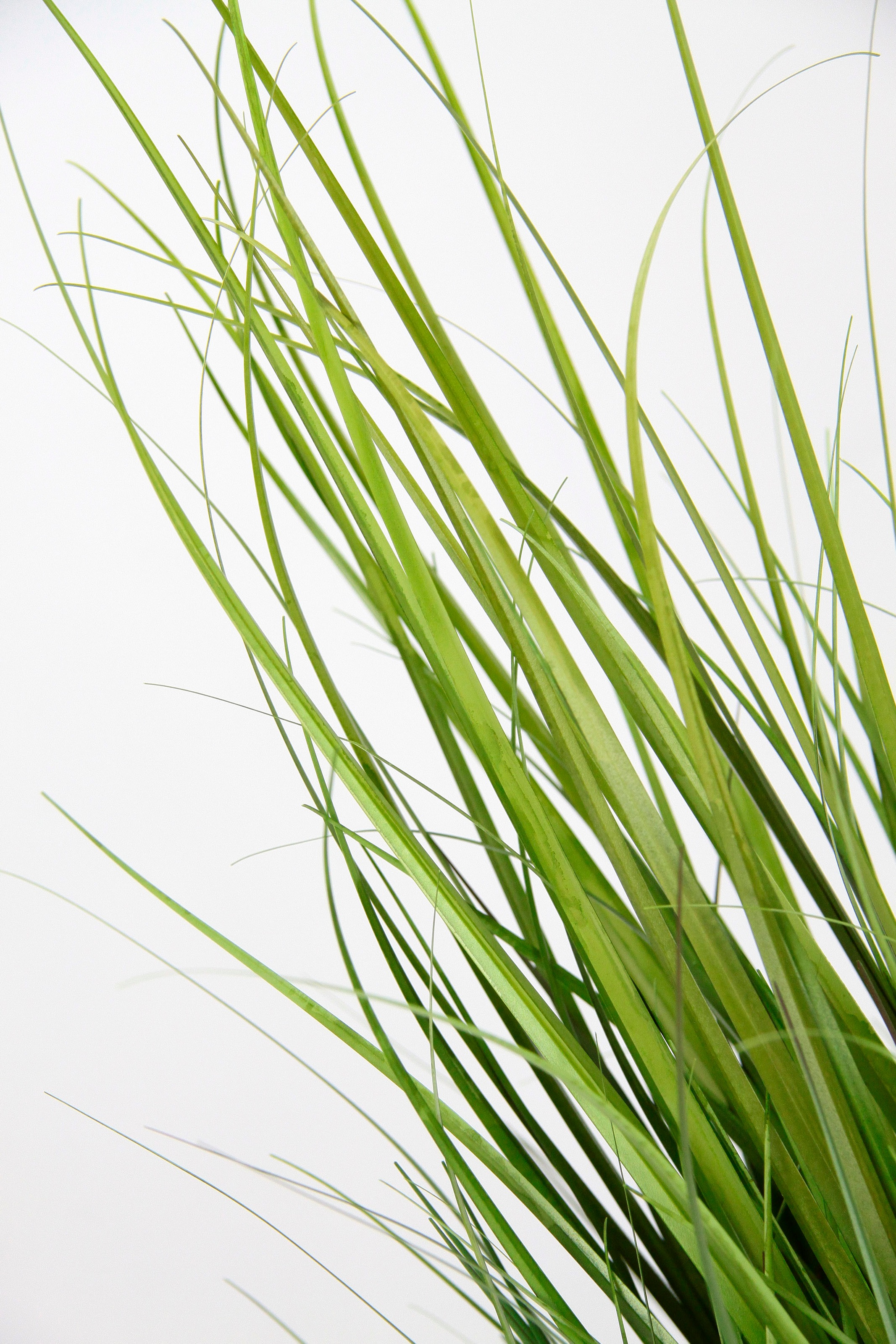 I.GE.A. Kunstpflanze »Grasbusch« Kunstpflanze