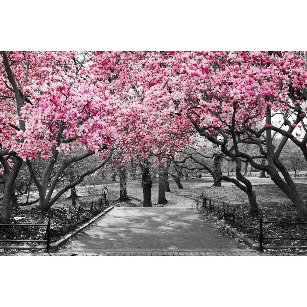 Papermoon Fototapete »Rosa Blüten«