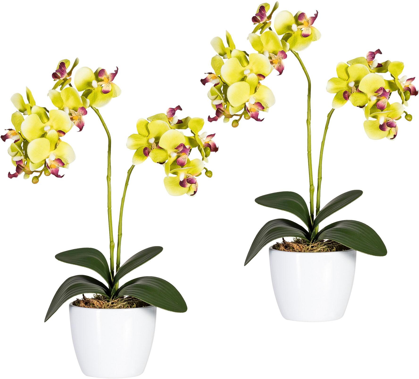 Creativ green Kunstpflanze »Phalaenopsis«