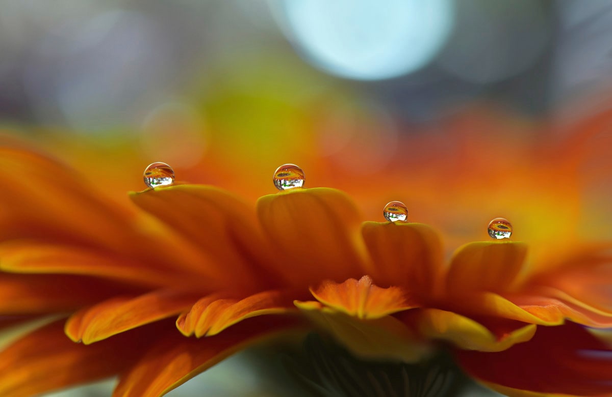 Fototapete »Zen Wassertropfen mit Blume Makro«